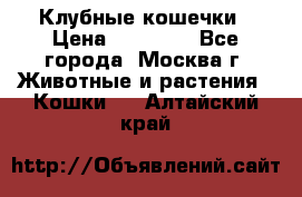 Клубные кошечки › Цена ­ 10 000 - Все города, Москва г. Животные и растения » Кошки   . Алтайский край